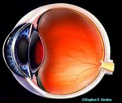 Глазное яблоко. Лечение глазных болезней капиллярными скипидарными ваннами с Живичными тониками Доктор Мазур
